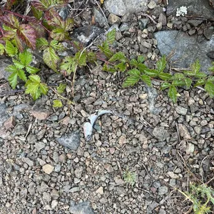 Came across anchovies throughout the trail?