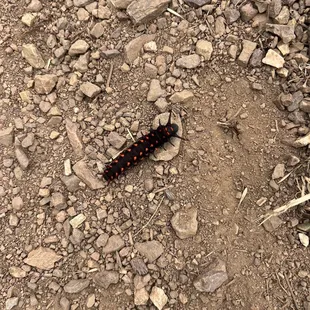 Cute caterpillar