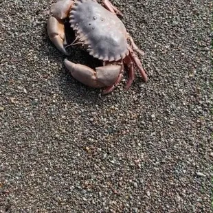 Crab