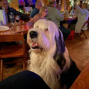 a dog sitting in a restaurant