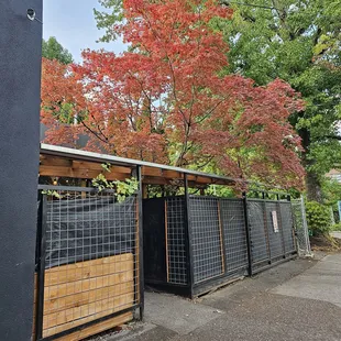 a tree with red leaves in the background