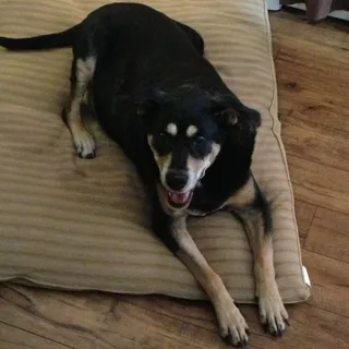 Kiwi D.