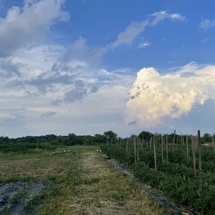 Blackberry Meadows Farm