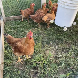 Chickens!