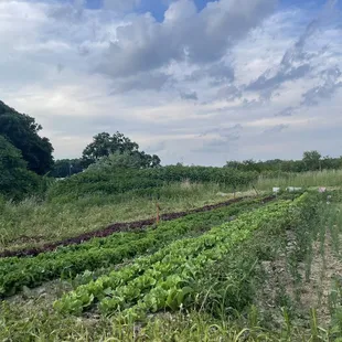 rows of crops in a field