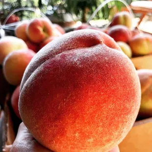 Perfectly plump, juicy and sweet peach!