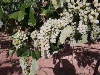 Luz del Cielo Vineyard