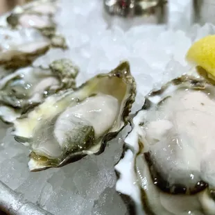 oysters and mussels, food, shellfish, oysters, mussels