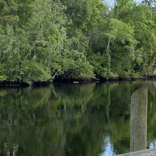 Dock and Gator