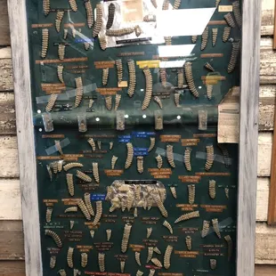 Framed collection of locally collected rattles.