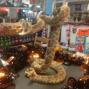 a snake in a store