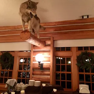 Wolf overlooking the buffet