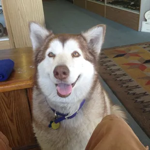 Tikaani keeps you company while you wait for knives to be sharpened.