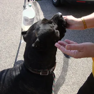 The liver flavored treats were a big hit with my big girl, Xena!