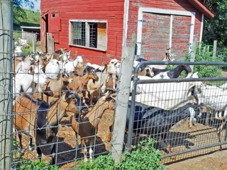 Honey Creek Creamery, Inc.