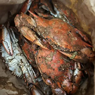 Large male crabs