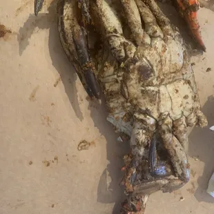 a crab and crab legs