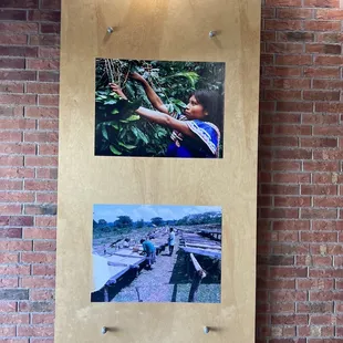 a woman picking coffee beans