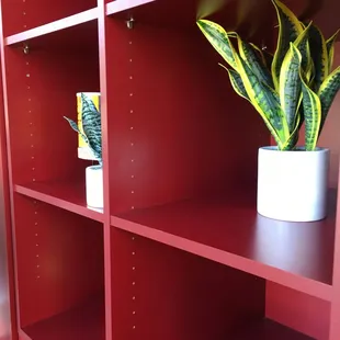 a potted snake plant on a red bookcase