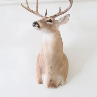 Deer Trophy.