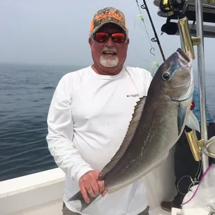 Citation Blueline Tilefish