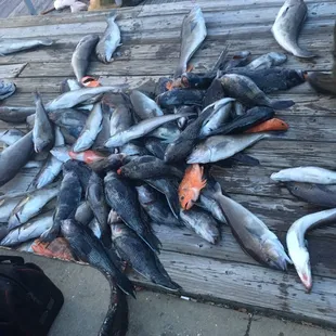 Tilefish, Blackbelly Rosefish and Black Seabass