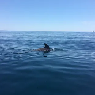 Surrounded by pilot whales