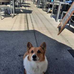 Delightful and very friendly corgi.
