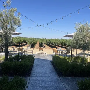 Outside seating with vineyard view