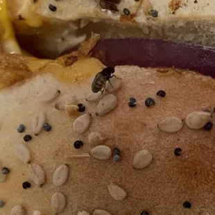 This bug has no wings..its not a roach no idea but it ruined Blocks for me..I cant unsee it.