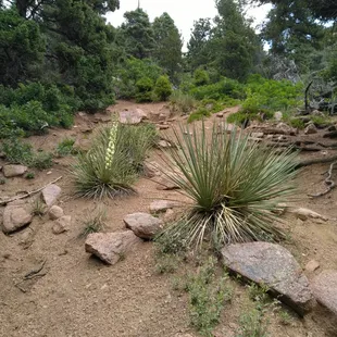 This is steeper than it looks.  Gravel, rocks, catctus, and brush hazards make for tedious slow going.