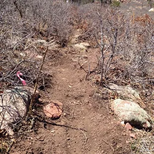 If you don't know where to hike, this is what expects you. Straight up through brush on gravel. BE CAREFUL!