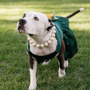 They allow dogs just need insurance.