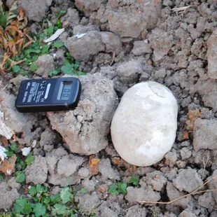 Skull at one of the New Orleans cemeteries