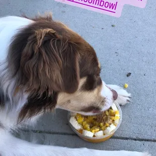 a dog eating from a bowl