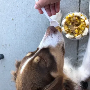 Puppy enjoying her bowl