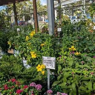 August blooms