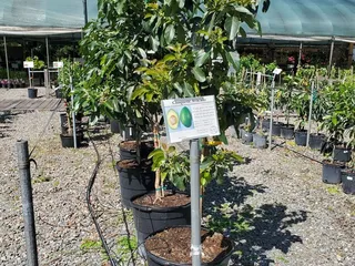 Kerby's Nursery