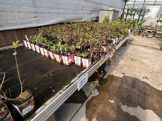 Mesquite Valley Growers Nursery