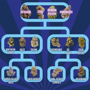 Marijuana strain lineage chart - learn more at Bloom Seven Mile!
