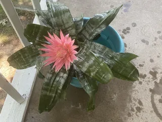 World Wide Cactus