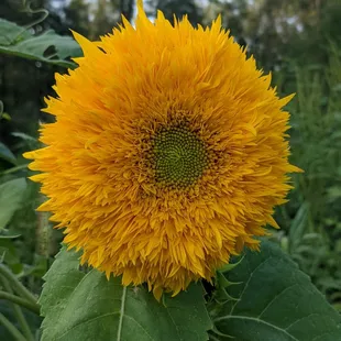 Bloomfield Meadows Teddy Bear sunflowers