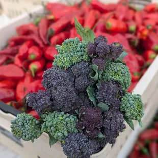 Bloomfield Saturday Market