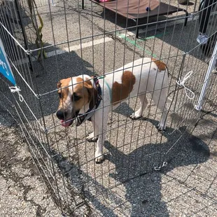 a dog in a cage