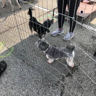 a woman standing in front of a wire fence with three puppies in it