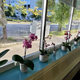 a row of orchids on a window sill