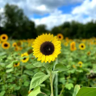 Sunflower - such a beauty.