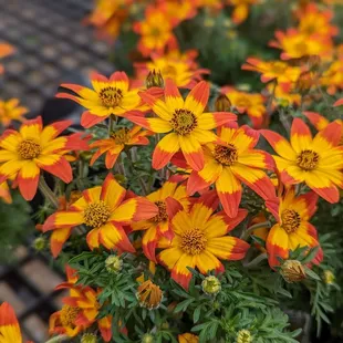 orange and yellow flowers