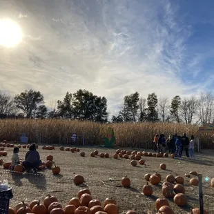 Time for the corn maze, or as I call it, the maize maze.