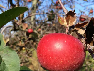 A & M Farm Orchard